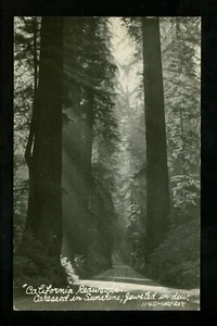 Tree real photo postcard RPPC California Redwood view Arcata Vintage - Picture 1 of 2