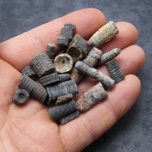 35 gr. Orthoceras Crinoids stem Devonian Fossil Natural Morocco Fossils - Picture 1 of 3