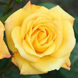 Rose Bush Arthur Bell in 3L Pot - Golden Yellow Outdoor Floribunda Rose Plant - Picture 1 of 7