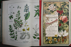 Natural History Of Animal Plants Mineral Kingdom IN 1887 Moritz Willkomm