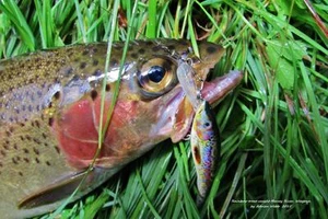 1 x 6 cm TROUT MINNOW FISHING LURE freshwater Muzza's lures deep diver - Picture 1 of 4
