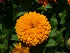 Calendula Officinalis Art Shades Seeds Marigold double orange Flower Garden bee