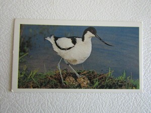 John Player Grandee  1984 ~ British Endangered Wildlife Card Variants (e20)