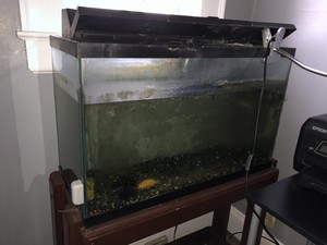 ebay fish tanks