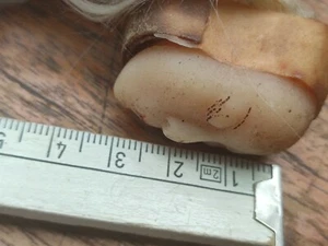 alter Engel Wachskopf von antik Krippenfigur AS - Picture 1 of 10