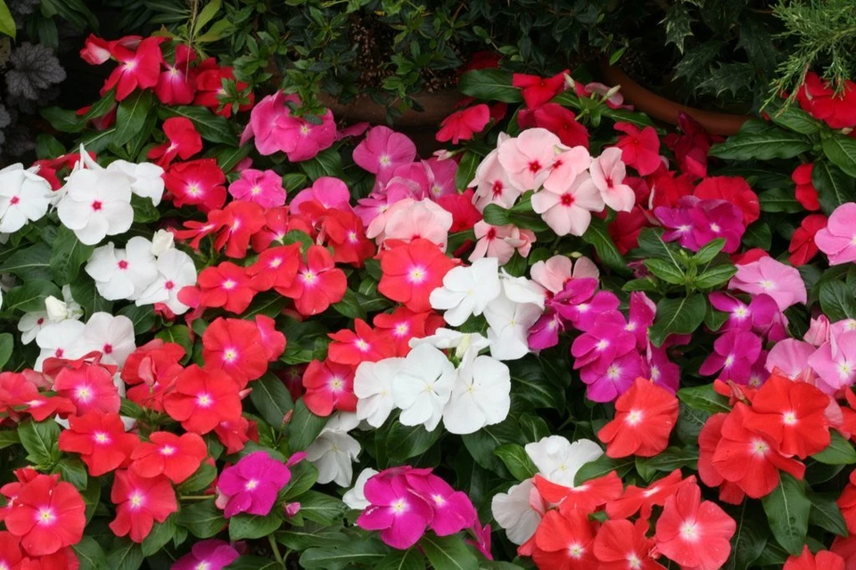 Vinca Seeds Cobra Mix 25 Seeds Flower Seeds - Image 1 of 2