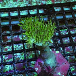 WYSIWYG - TOADSTOOL LEATHER CORAL (Green) - Picture 1 of 1