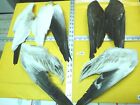SPECKLEBELLY-ECLIPSE-SNOW GOOSE PRIME MATCHING WING PAIR3 FLY TYING FEATHERS A25