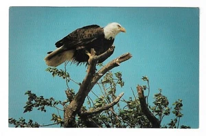 VTG Postcard Bald Eagle In The Wild - Picture 1 of 2