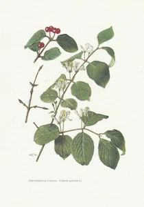 Planche 142 Histoire Naturelle Flore 2 : Chèvrefeuille à balais - Foto 1 di 1