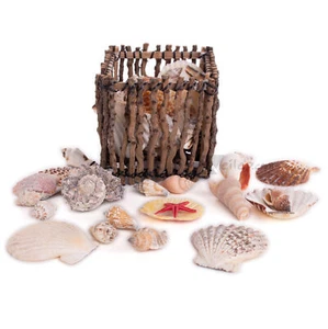 Assorted Sea Shells In Wooden Crate Luau 4" Table Decoration, Brown Natural - Picture 1 of 5