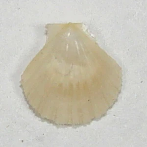 PECTEN BRUEI 9,63 mm HERMOSO ESPÉCIMEN RARO de Córcega, Mar Mediterráneo - Imagen 1 de 2