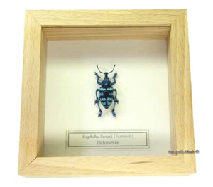 REAL MOUNTED FRAME BEETLE - Eupholus linnei - BEAUTIFUL BLUE WEEVIL GEM - Picture 1 of 3