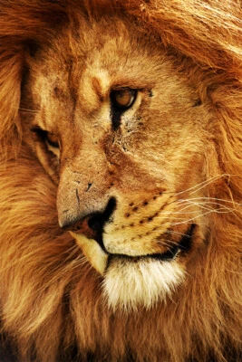 Дикий лев неприрученный кот опасная природа печать настенное искусство домашний декор - плакат 20 x 30 - Изображение 1 из 3