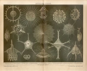 1895 MARINE SEA RADIOLARIA PROTOZOA Antique Sepia Lithograph Print - Picture 1 of 1