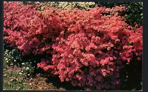 OPELIKA, AL * AZALEAS in FULL BLOOM * UNPOSTED COLORAMA CHROME c 1960 - Picture 1 of 2