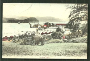Sabang Harbour young Elephant Atjeh Aceh Sumatra Indonesia ca 1910 - Picture 1 of 1