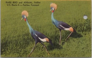 FAIRLEE, Vermont Postcard "RARE BIRD and ANIMAL FARM" Ticket / *HOLE in Card - Picture 1 of 2