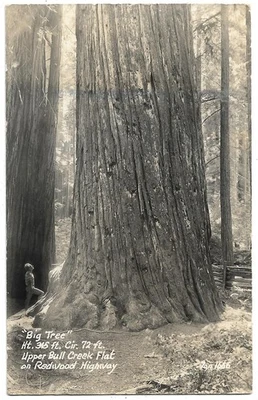 RPPC Photo  Big Redwood Tree at Upper Bull Creek Flat Redwood Highway   Zan 1666 - Image 1 of 2