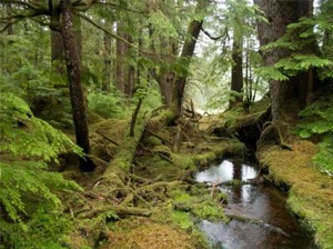 WINDY BAY RAINFOREST GLOSSY POSTER PICTURE BANNER PRINT PHOTO haida gwaii 7191 - Picture 1 of 1
