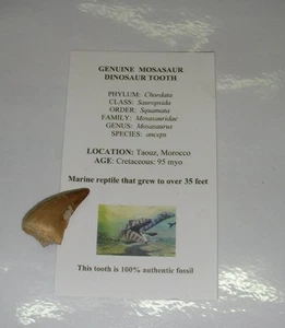 Mosasaur teeth tooth fossil Dinosaur Marine Jurassic World B - Picture 1 of 8