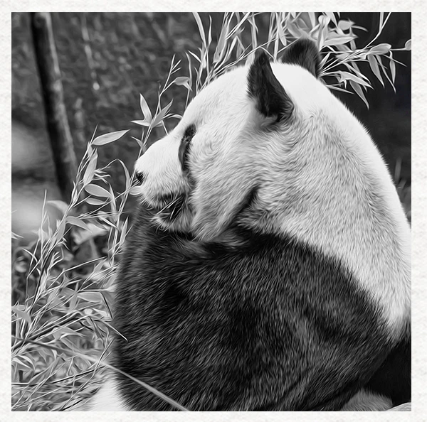 MOONLAKE DESIGNS Panda - Stoff Kissen Polster Handarbeit Quilten Panel