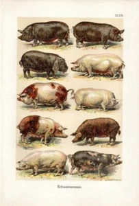 1899 MARTIN CHROMOLITHOGRAPH pig breeds - Picture 1 of 3