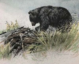 Robert Bateman Oso Negro Forrajeo Artista Prueba Coloreado a Mano Litografía Firmada COMO NUEVO - Imagen 1 de 1
