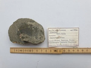 Oxynoticeras lymense - Lias beta - pirita masiva - Dorset (GB) - colección antigua - Imagen 1 de 10