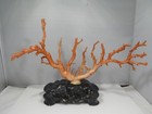 NATURAL MOUNTED PINK BRANCH CORAL ON WOOD BASE 