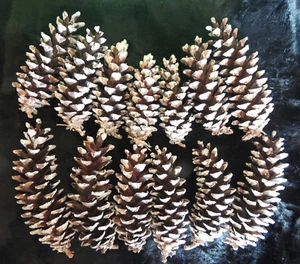 (13) Pine Cones Christmas Holiday Wreath Decoration Pinecones Sap 4" - 6" Maine - Picture 1 of 8