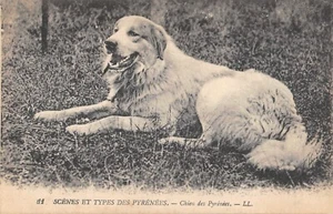 CPA 65 SCENES ET TYPES DES PYRENEES / CHIEN DES PYRENEES - Picture 1 of 1