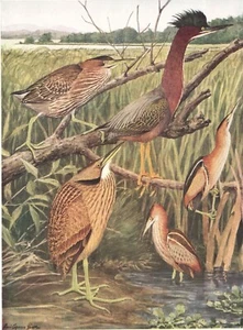 Original 1909 Color Bird Print - HERON - BITTERN - Louis Agassiz Fuertes - Picture 1 of 2