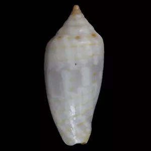 MITRA (Imbricaria) CONULARIS (Olango Isl., Philippinen) 19,3 mm #47613 - Bild 1 von 3
