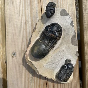 Reedops & Paralejurus - Devonian age - Morocco  Good Grade - Picture 1 of 12