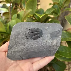 Rare A Grade Trilobite - Utah, USA - Genuine 250 Million Year Old Fossil (#4340) - Picture 1 of 7