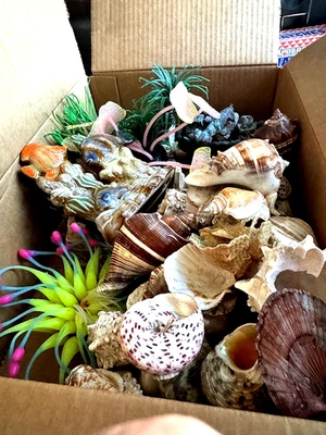 Huge Lot Of  Seashells & Decorations For Aquarium  - Image 1 of 4
