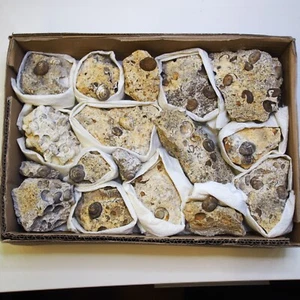 2.6kg  15 pieces BOX Snail Cepaea Bivalve Fossils Mollusks Schnecke - Picture 1 of 11