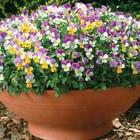 T&M Pansy Hardy Perennial Flower Garden Plant 'Sweeties' 1x Seed Packet 25 Seeds