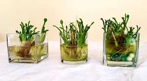 1 Clump Water Plantains Live Plant Winter Hardy Alisma Trivale Pursh Bog or Pond - Picture 1 of 3