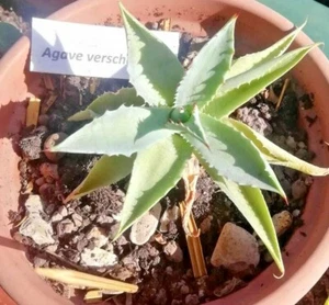 Pianta succulenta Agave potatorum verschaffeltii (pianta grassa) - Foto 1 di 5