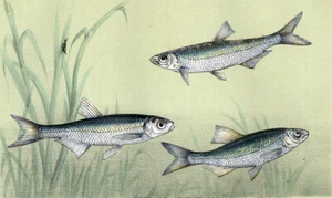 Estampe gravure lithographie illustration de poisson DIFFÉRENTES ABLETTES 1868 - Imagen 1 de 2