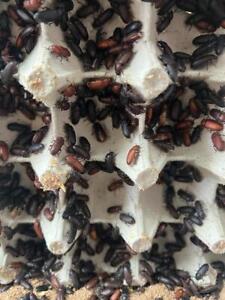 Live Darkling Mealworm Beetles Feeders Free Shipping Reptile Food