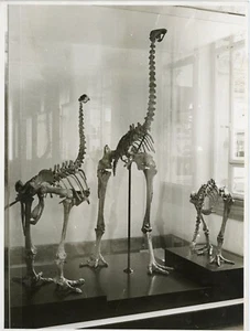 FOTO Fotografie, Kuriosität Skelett Naturwissenschaften Museum - Bild 1 von 1
