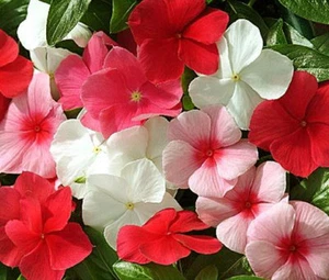 PERIWINKLE DWARF LITTLE MIX Catharanthus Roseus - 250 Bulk Seeds - Picture 1 of 1