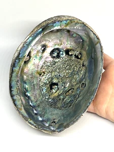 Large Abalone Shell 7" Natural Rainbow Sea Green Blue Shell Beach - Picture 1 of 8