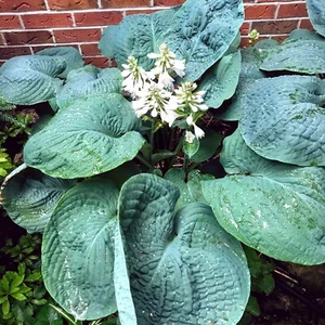 SEED- from Hosta sieboldiana 'Elegans' -Unique Large Leaf Shade Loving Perennial - Picture 1 of 7
