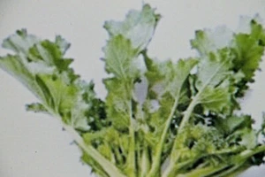 20 Semillas De Rábano Verde, Brassica Rapa Var. Cymosa, Riccia San Marzano #911 - Imagen 1 de 1