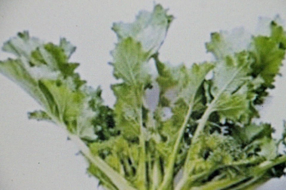 20 Semillas De Rábano Verde, Brassica Rapa Var. Cymosa, Riccia San Marzano #911 - Imagen 1 de 1