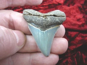 (s245-12) 1-15/16" Fossil MEGALODON Shark Tooth Teeth JEWELRY sharks specimen - Picture 1 of 5